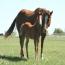 Miss Tina Temon 2011 Colt