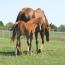 Miss Tina Temon 2011 Colt