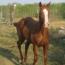 Charlie's Angel