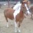 Charra