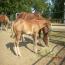 2011 Colt by RH MR Imprint