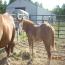 2011 Colt by RH MR Imprint