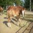 2011 Colt by RH MR Imprint