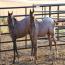 2011 AQHA red roan Hancock colt