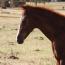 Cattie 2011colt