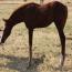 Cattie 2011colt