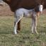 Pending 2011 colt