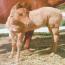 Red Dun colt by True First Class Dude