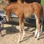 Peptorey X Daughter of Duals Blue Boon