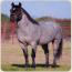 Peptorey X Daughter of Duals Blue Boon