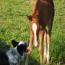Peptorey X Daughter of Duals Blue Boon