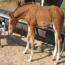 Peptorey X Daughter of Duals Blue Boon