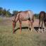 Peptorey X shine While Reining