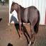 Peptorey X shine While Reining
