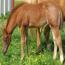 Peptorey X shine While Reining