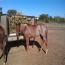 Peptorey X shine While Reining