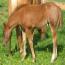 Peptorey X shine While Reining