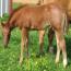 Peptorey X shine While Reining