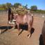 Peptorey X shine While Reining