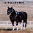 2011 Black & White Tobiano Colt