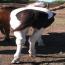 2011 Black & White Tobiano Colt