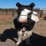 2011 Black & White Tobiano Colt