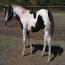 2011 Black & White Tobiano Colt