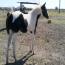 2011 Black & White Tobiano Colt