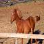 TAL EL CID
