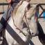 Regency Beholdapalehorse