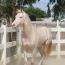 Regency Beholdapalehorse
