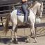 Regency Beholdapalehorse