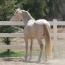 Regency Beholdapalehorse