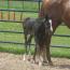 09 AQHA Livin On Easy Street