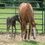 09 AQHA Livin On Easy Street
