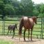 09 AQHA Livin On Easy Street
