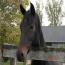 GDT Lengendary Princess