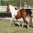 Dixie Tivito
