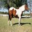 Dixie Tivito
