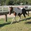 Dixie Tivito