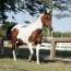 Dixie Tivito