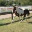 Dixie Tivito