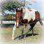 Dixie Tivito
