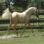 Nashboro