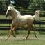Nashboro