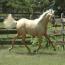 Nashboro