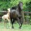 Phoenixmeadows Aphrodite