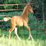 Phoenixmeadows Aphrodite