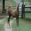 Phoenixmeadows Aphrodite
