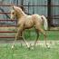 Phoenixmeadows Aphrodite